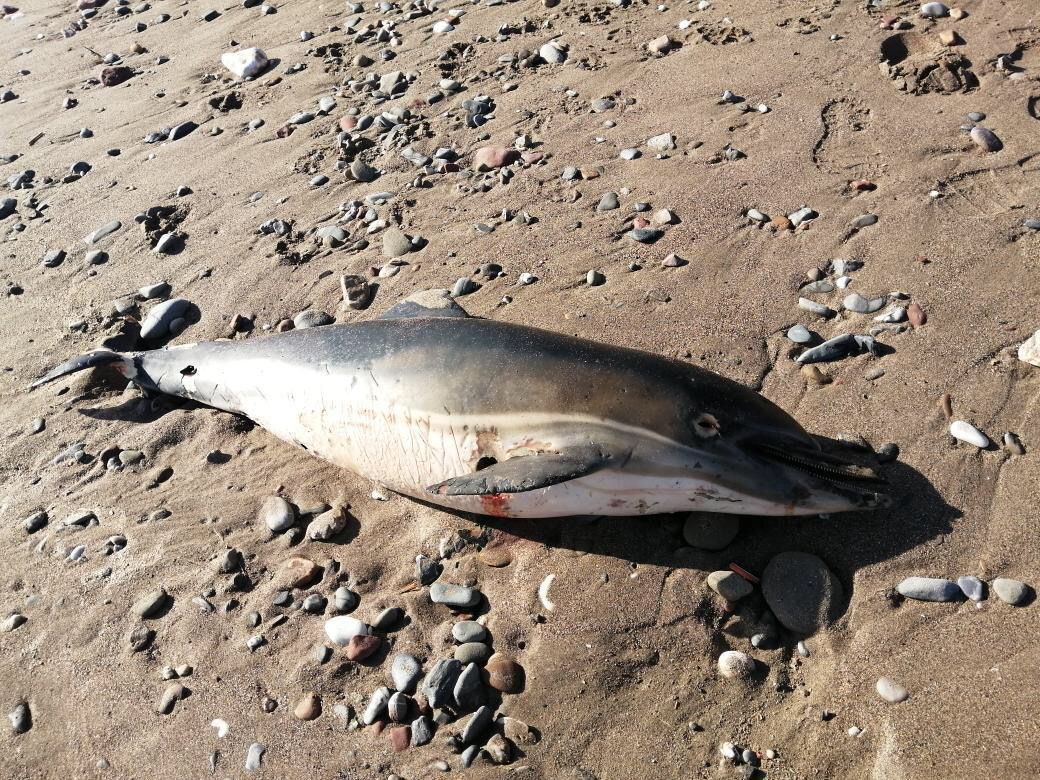 Uno de los delfines muertos encontrados entre las playas de La Malagueta y Pedregalejo durante el fin de semana.