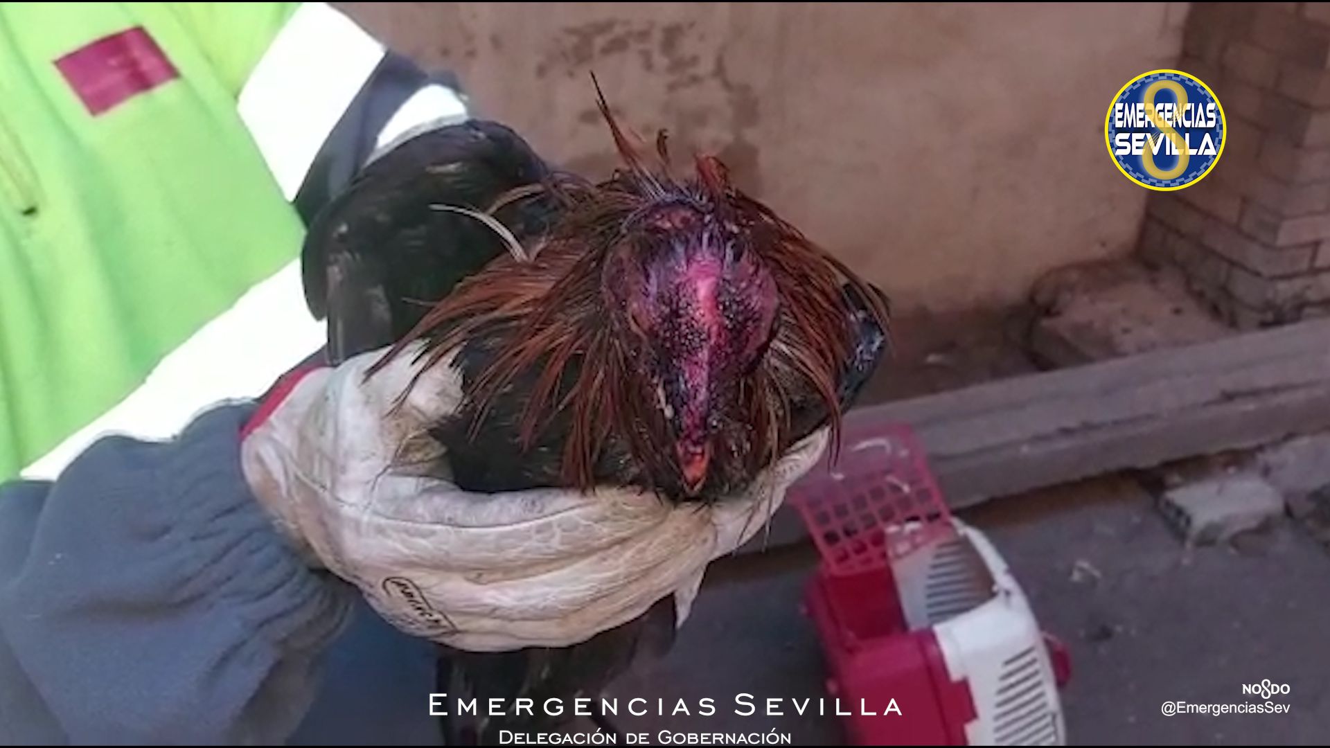 Rescatan a cuatro gallos de peleas y tres equinos abandonados en una casa derruida de Sevilla