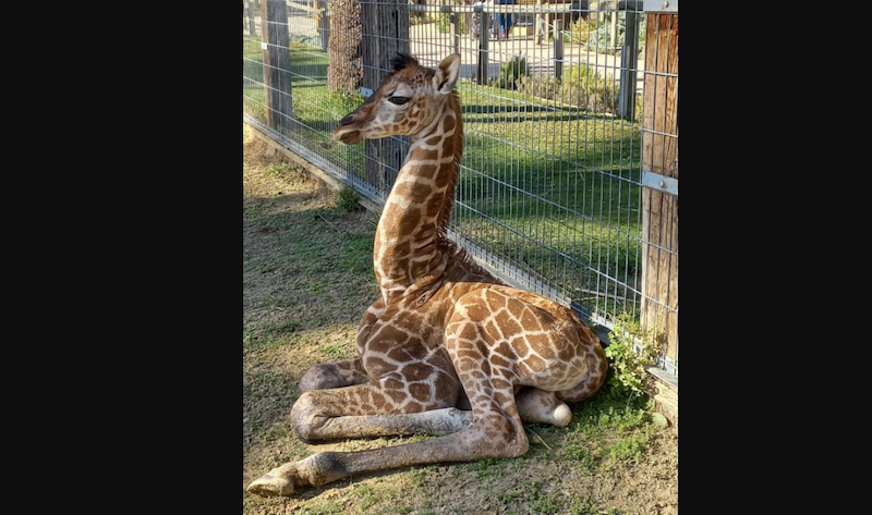 La jirafa Castilla es madre de nuevo en el Zoo de Jerez.