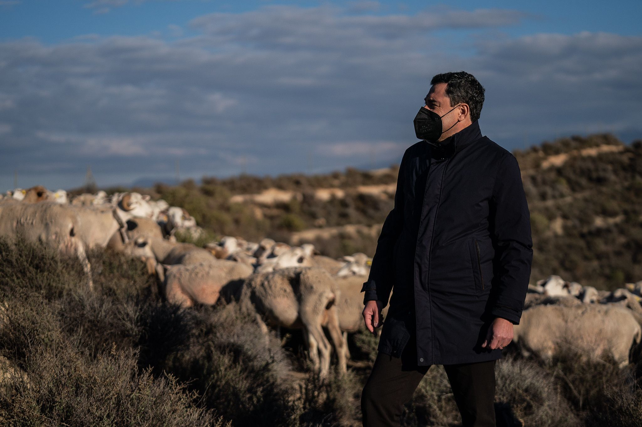 Moreno Bonilla entre un rebaño de ovejas