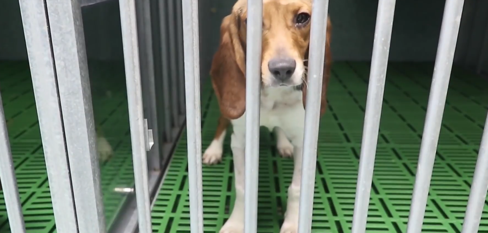 38 cachorros de Beagles podrán ser sacrificados por Vivotecnia tras experimentar con ellos