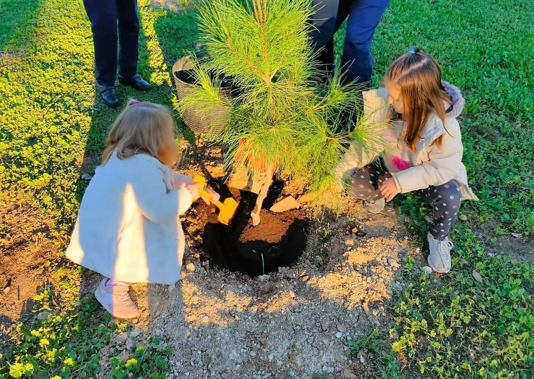 Un ladrón 'desalmado' roba dos pinos plantados por un abuelo y sus nietas en Jerez: "Ha arrancado algo más que un árbol".