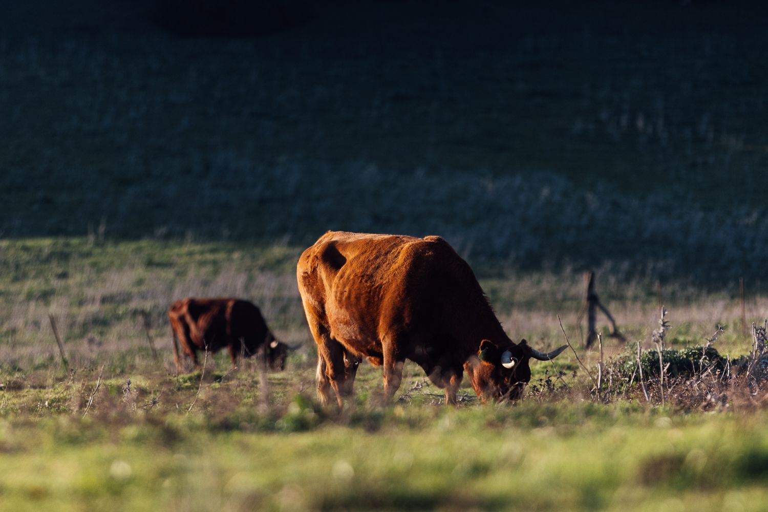 Vacas pastando en el parque natural de Los Alcornocales. Vacas pastando en el parque natural de Los Alcornocales.
