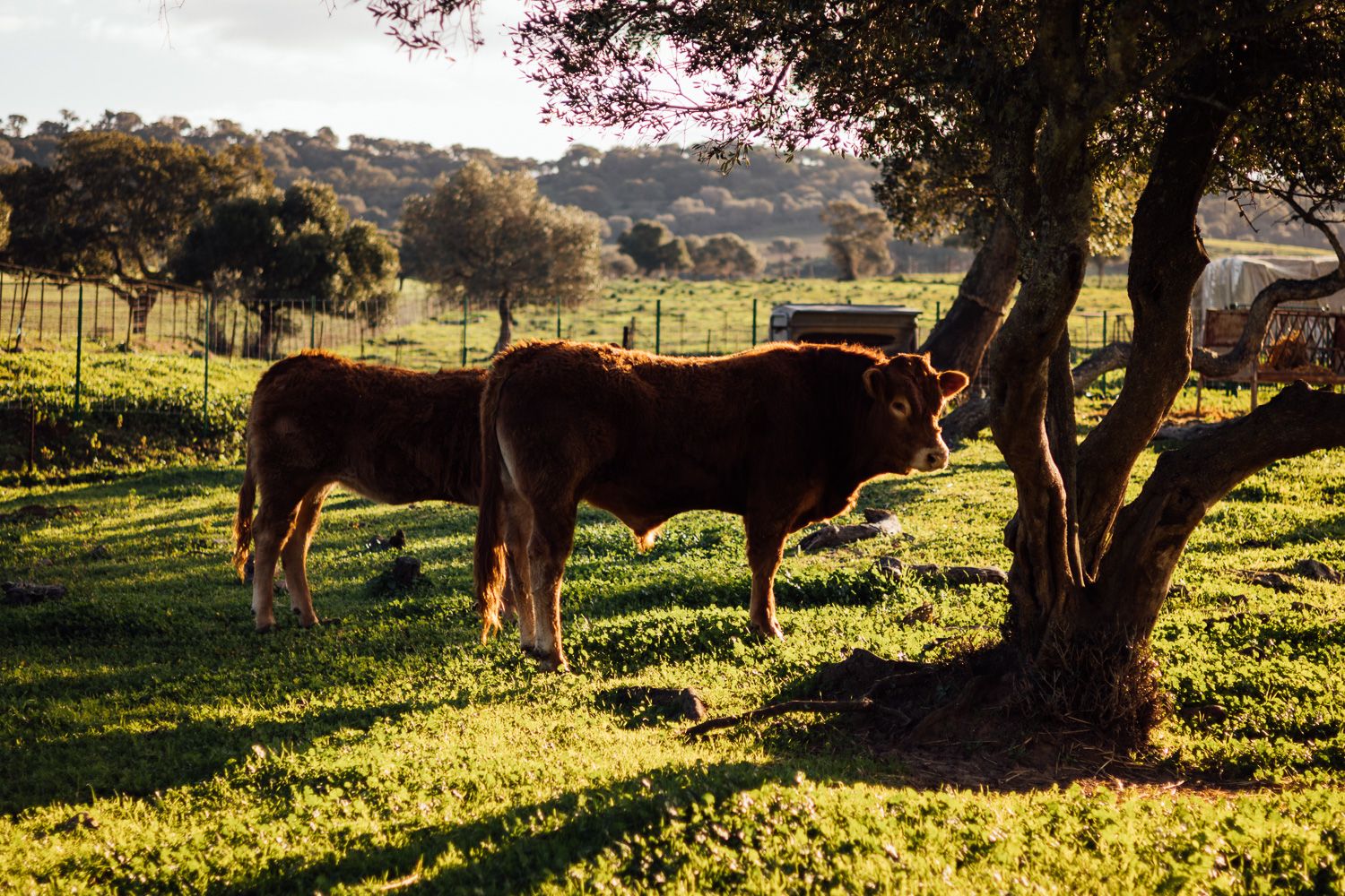 Vacas nodrizas en la finca del alcalaíno.