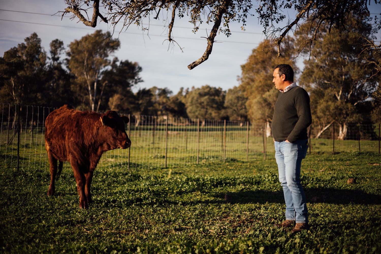 Antonio junto a una vaca nodriza.