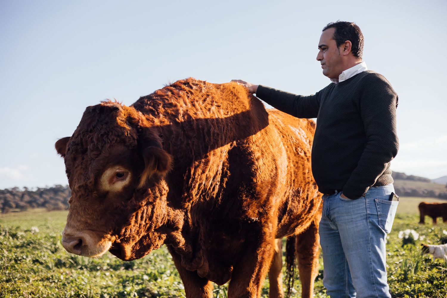 Antonio acaricia una vaca.