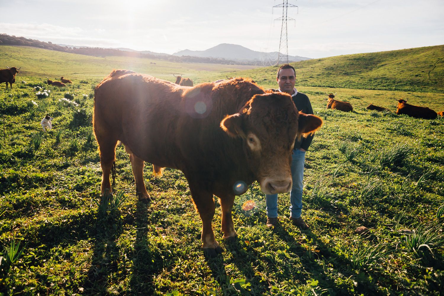 El ganadero con una de las vacas de la dehesa.