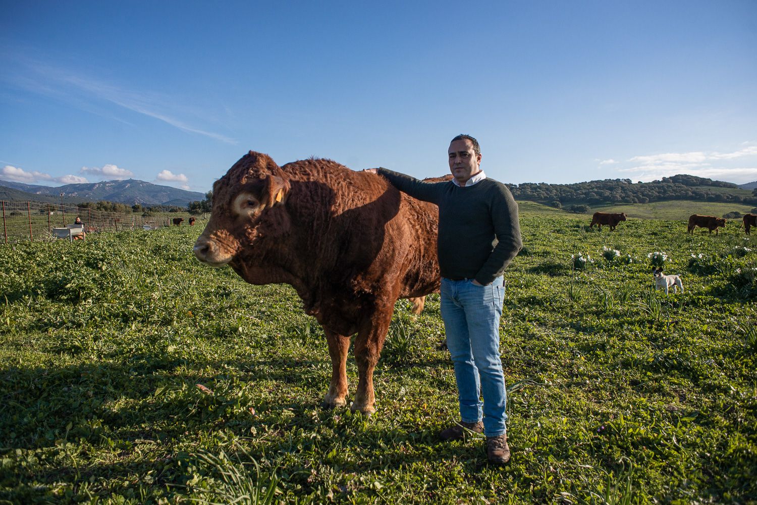 Vaca en la dehesa Alberite.
