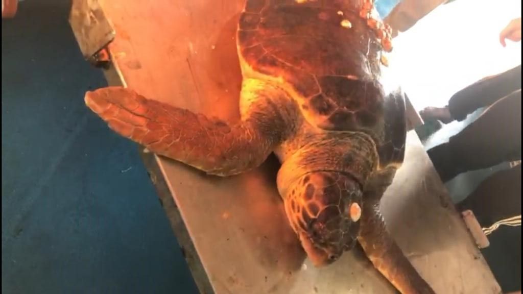 Tortuga marina encontrada en Sanlúcar de Barrameda