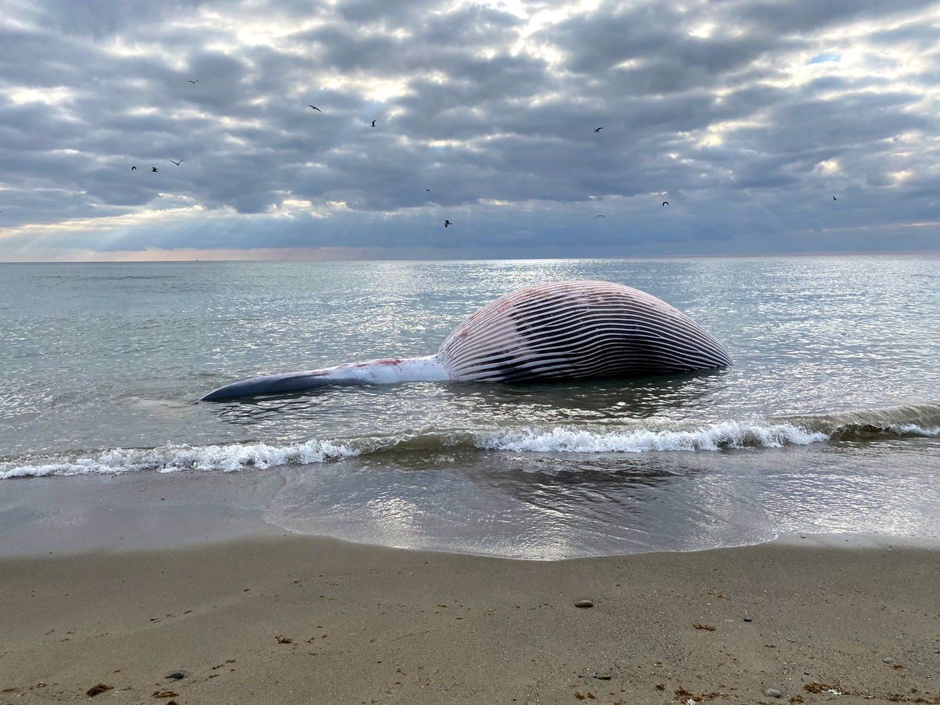 Aparece el cadáver de una ballena de nueve metros en la playa de Estepona