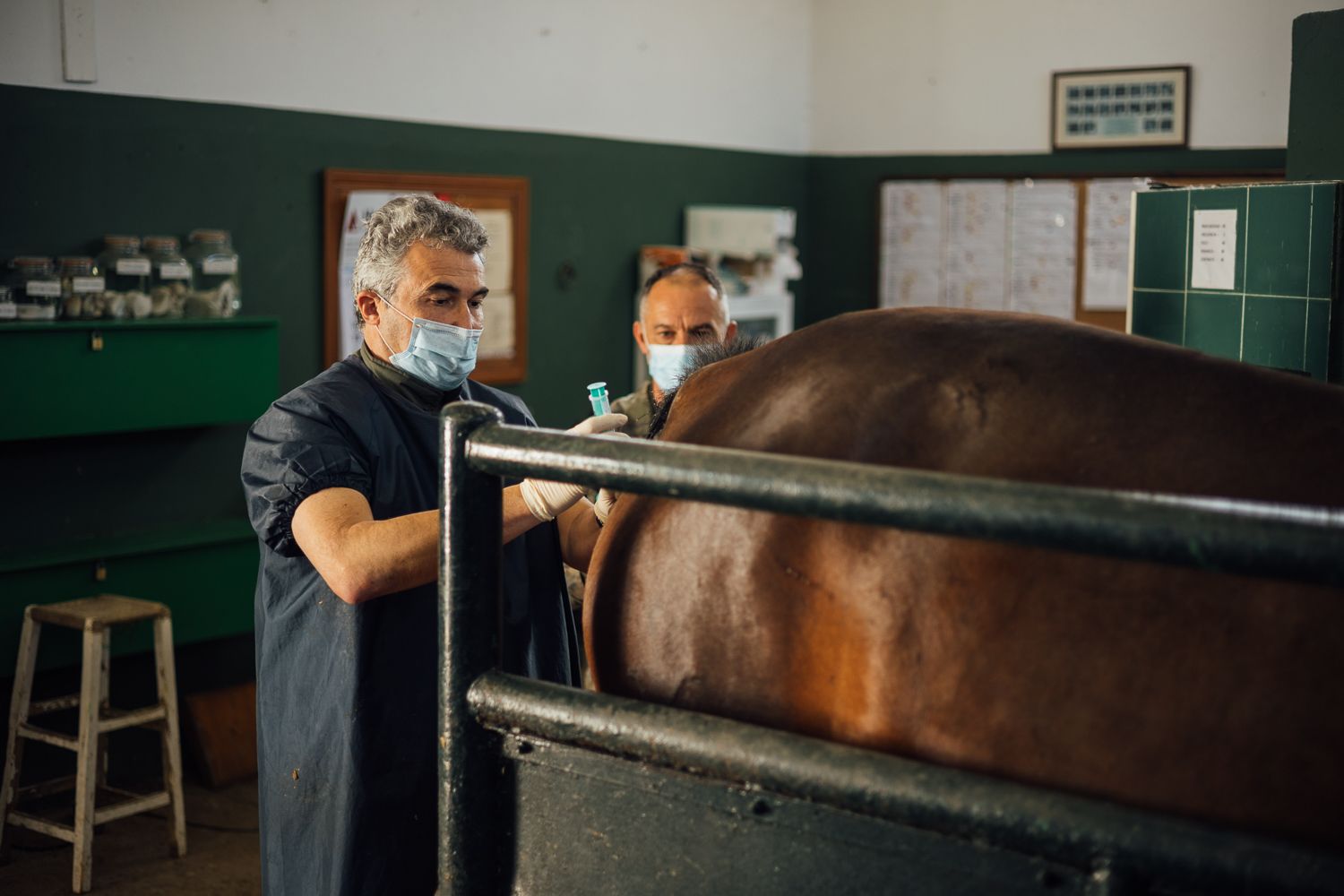El veterinario procede a la inseminación artificial de una yegua.