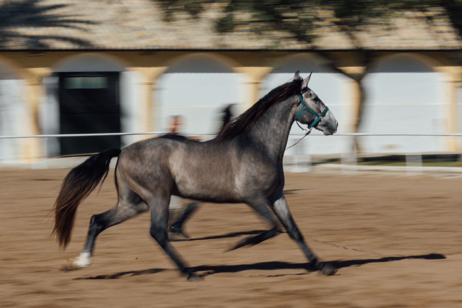 Un caballo durante el entrenamiento en el cortijo de Garrapilos.