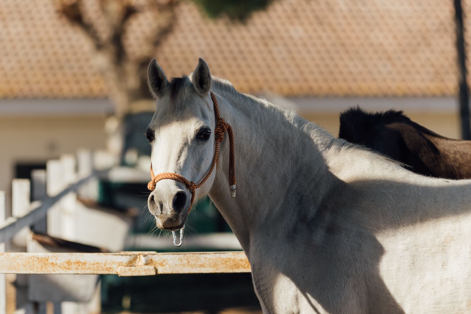 Un equino en una imagen de archivo.  