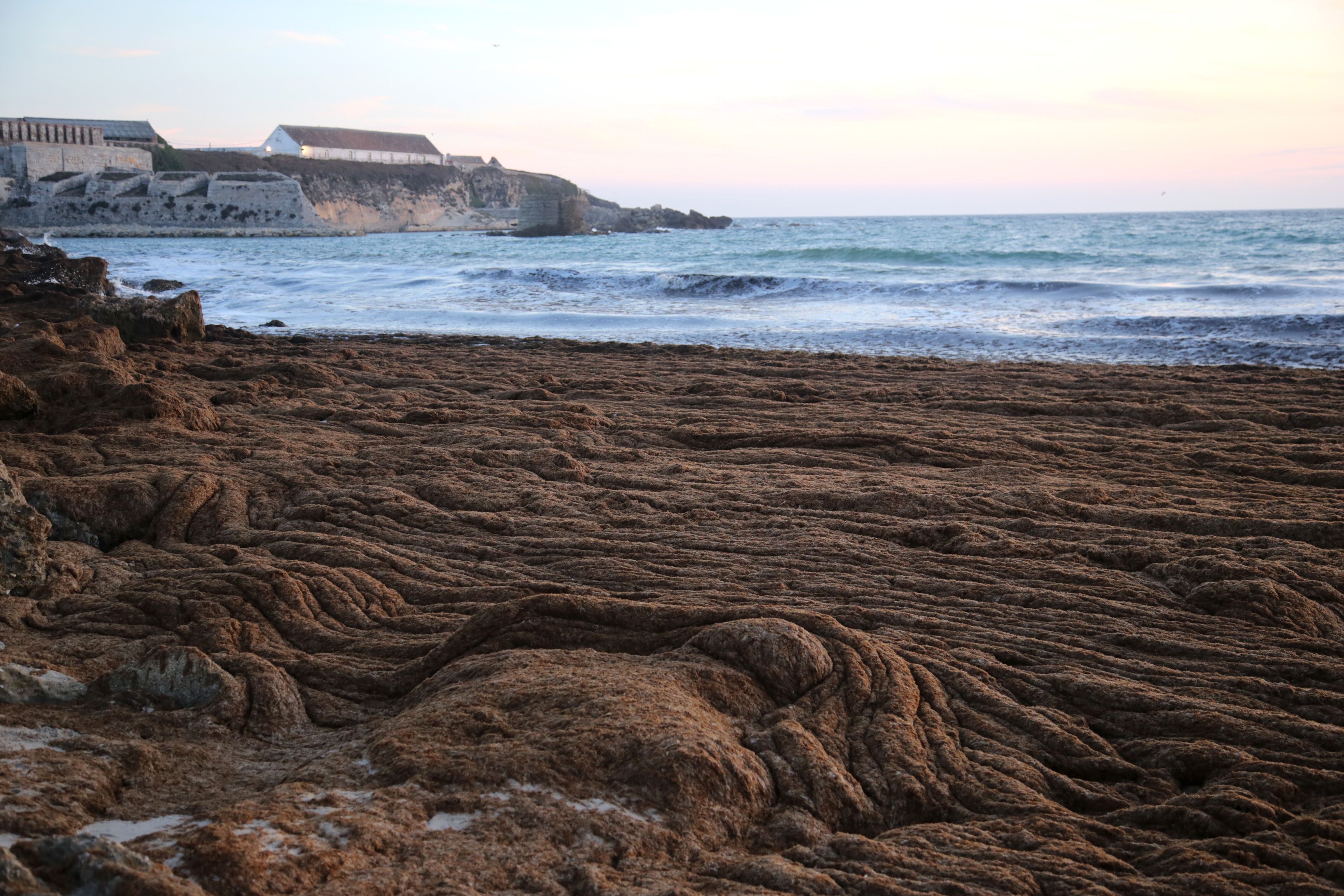 El Ayuntamiento de Tarifa busca soluciones con el Gobierno contra las algas invasoras esta temporada de playa