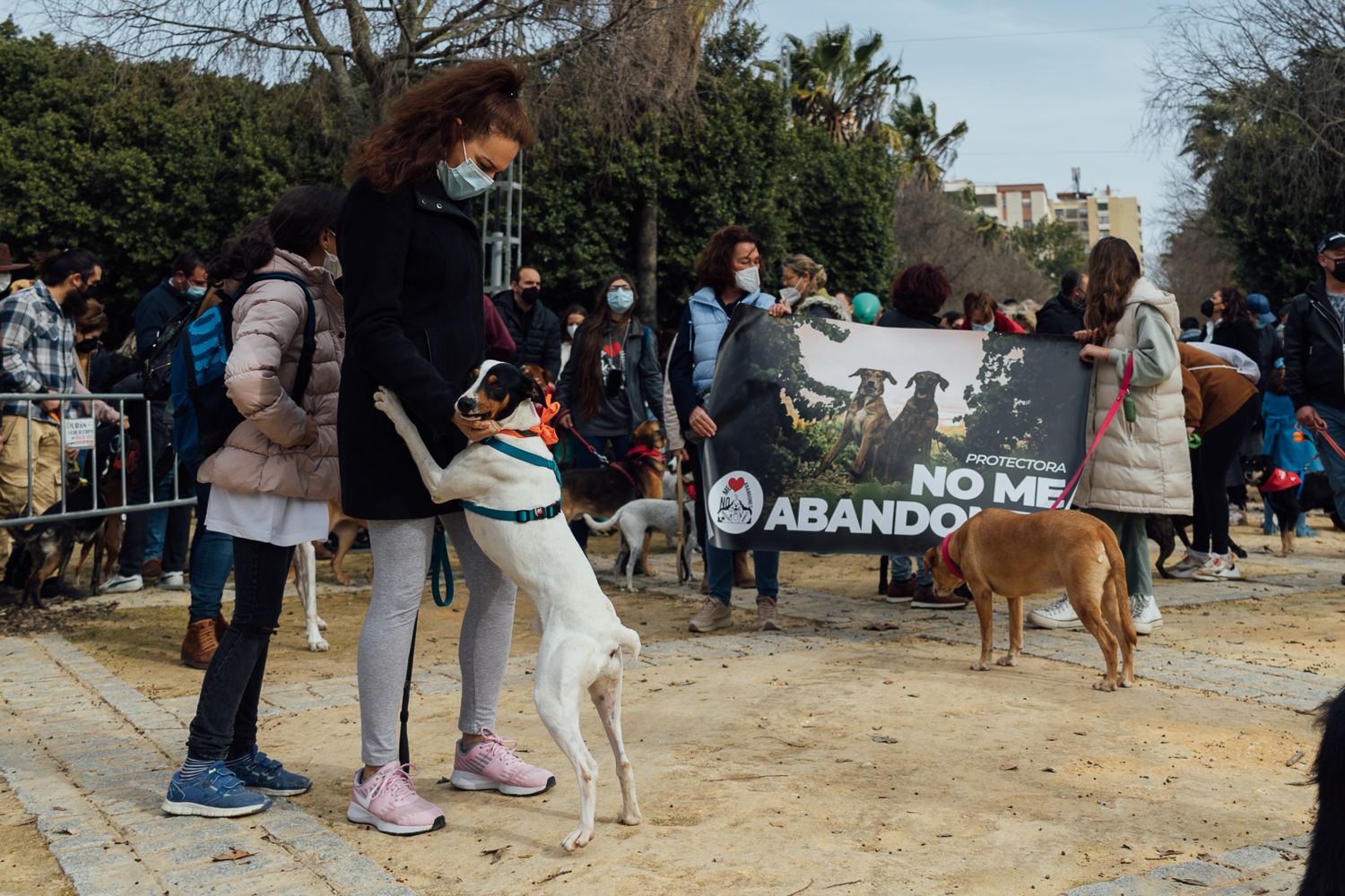 Imagen de archivo de la fiesta de San Antón en Jerez. Imagen de archivo de la fiesta de San Antón en Jerez.