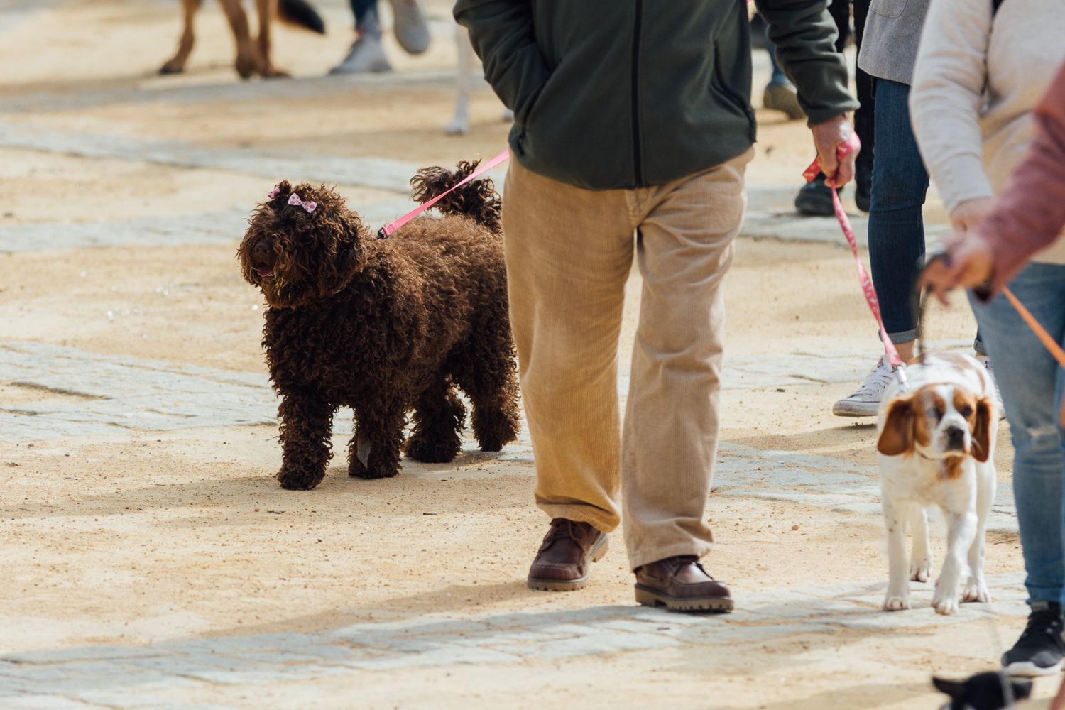 San Antón 2022 24. San Antón 2022 24.