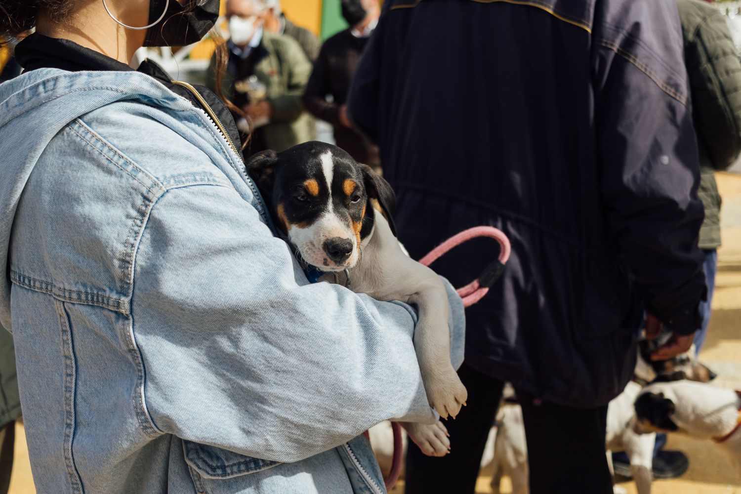 San Antón 2022 7. San Antón 2022 7.