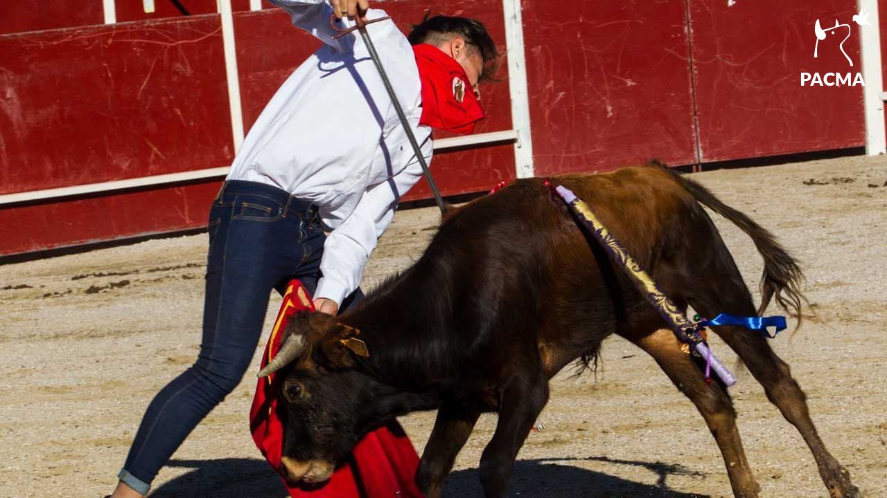 Una imagen de la escuela taurina.   PACMA