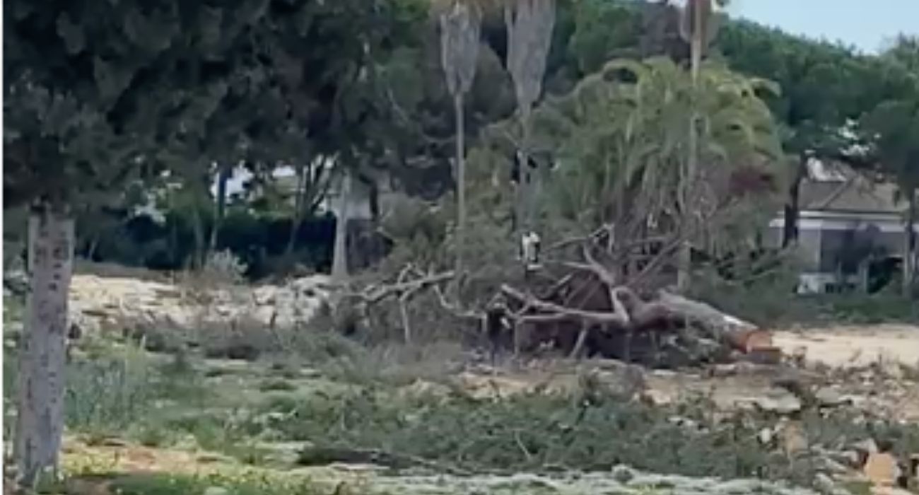 Uno de los pinos talados. 