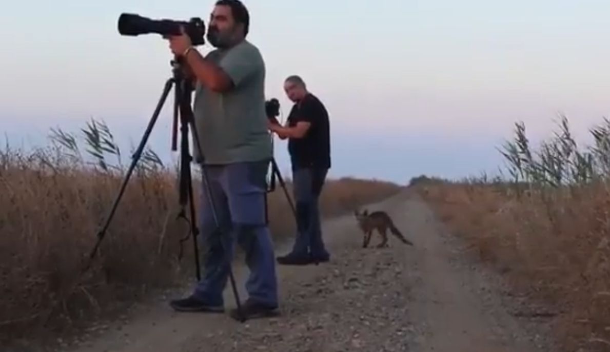 El zorro caminando entre los fotógrafos en Doñana