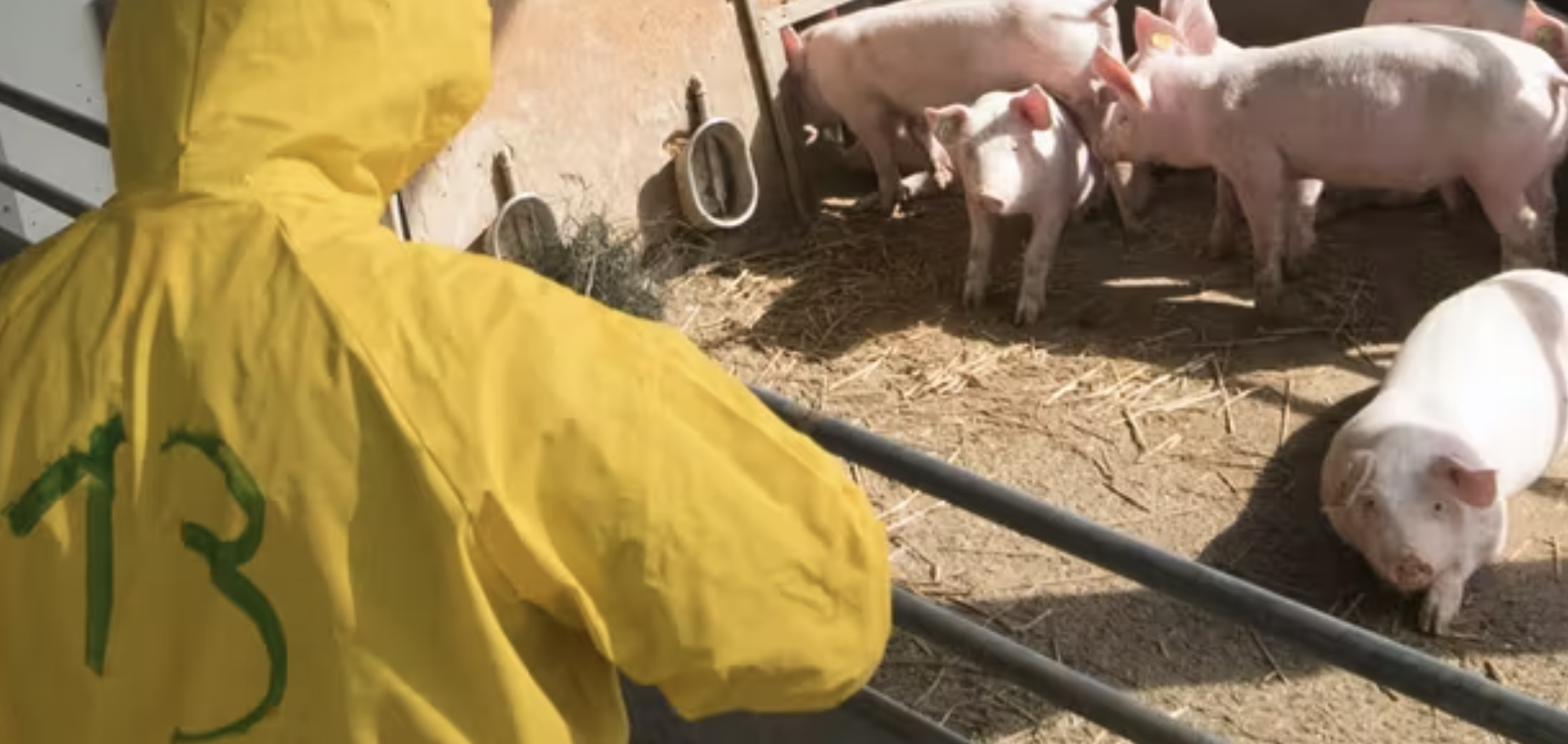 Una granja de cerdos. La industria de la carne, contra las cuerdas.