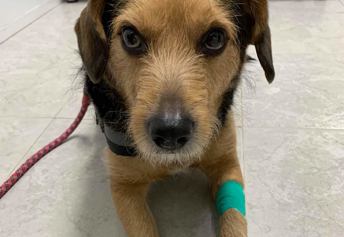 Perro que ha sufrido el envenenamiento en la barriada Río San Pedro. FACEBOOK