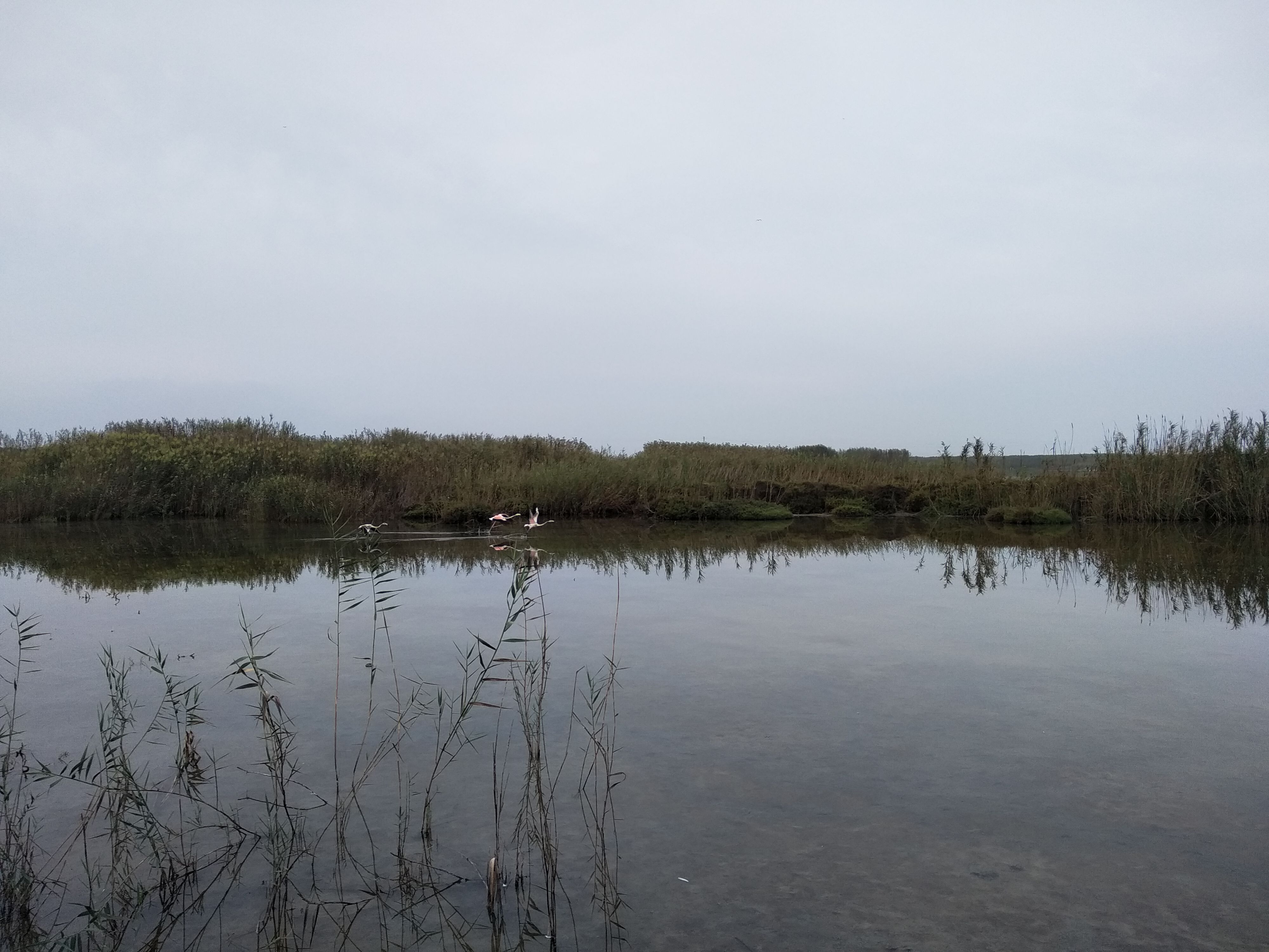Artículo de opinión escrito por Moisés S. Palmero Aranda, titulado 'Conservación de los humedales'. FOTO: Entinas Sabinar. Moi Palmero.