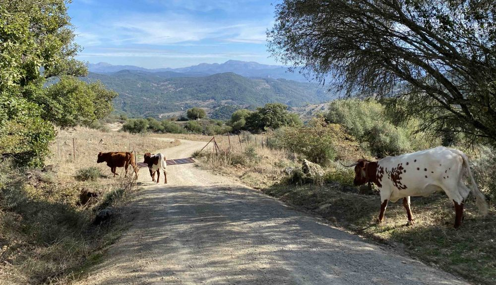 vacas