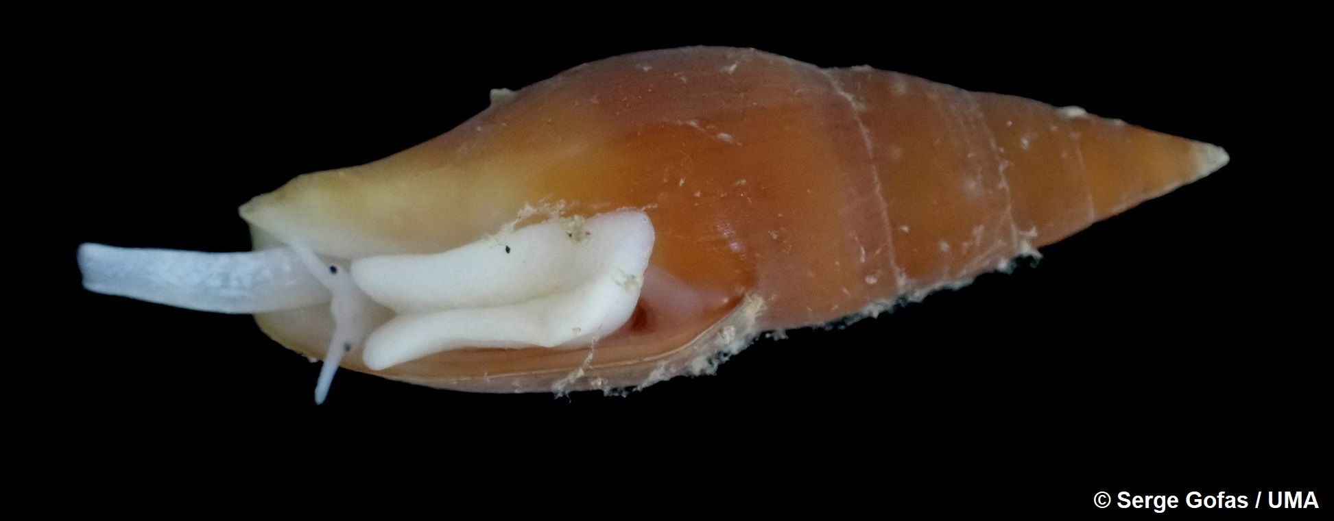 Hallada una nueva especie en un monte submarino frente a las costas andaluzas. FOTO: Episcomitraangelasae: Ejemplar de la nueva especie en el que se observa la cabeza y pie del animal.