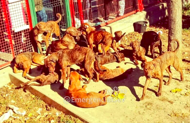 18 perros abandonados en un parque infantil de Sevilla. FOTO: EMERGENCIAS SEVILLA. 