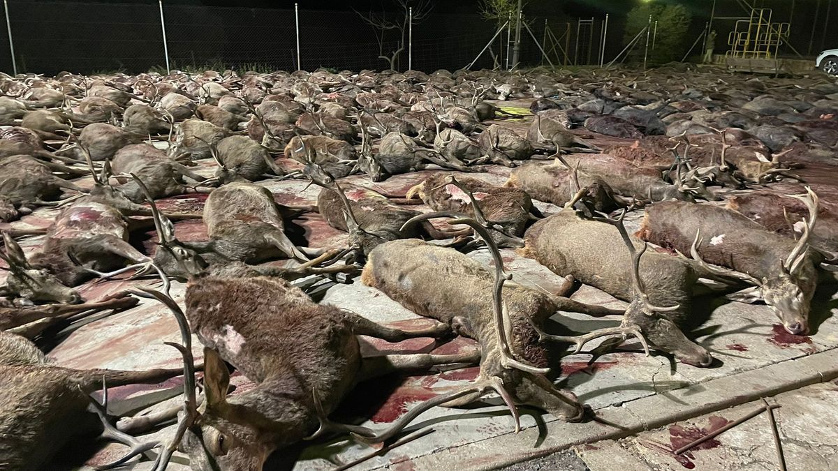 Animales muertos tras una montería el pasado fin de semana en Córdoba