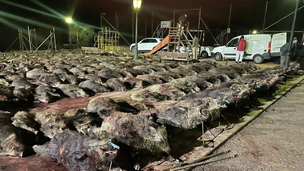 Jabalíes muertos en la montería de Villaviciosa de Córdoba