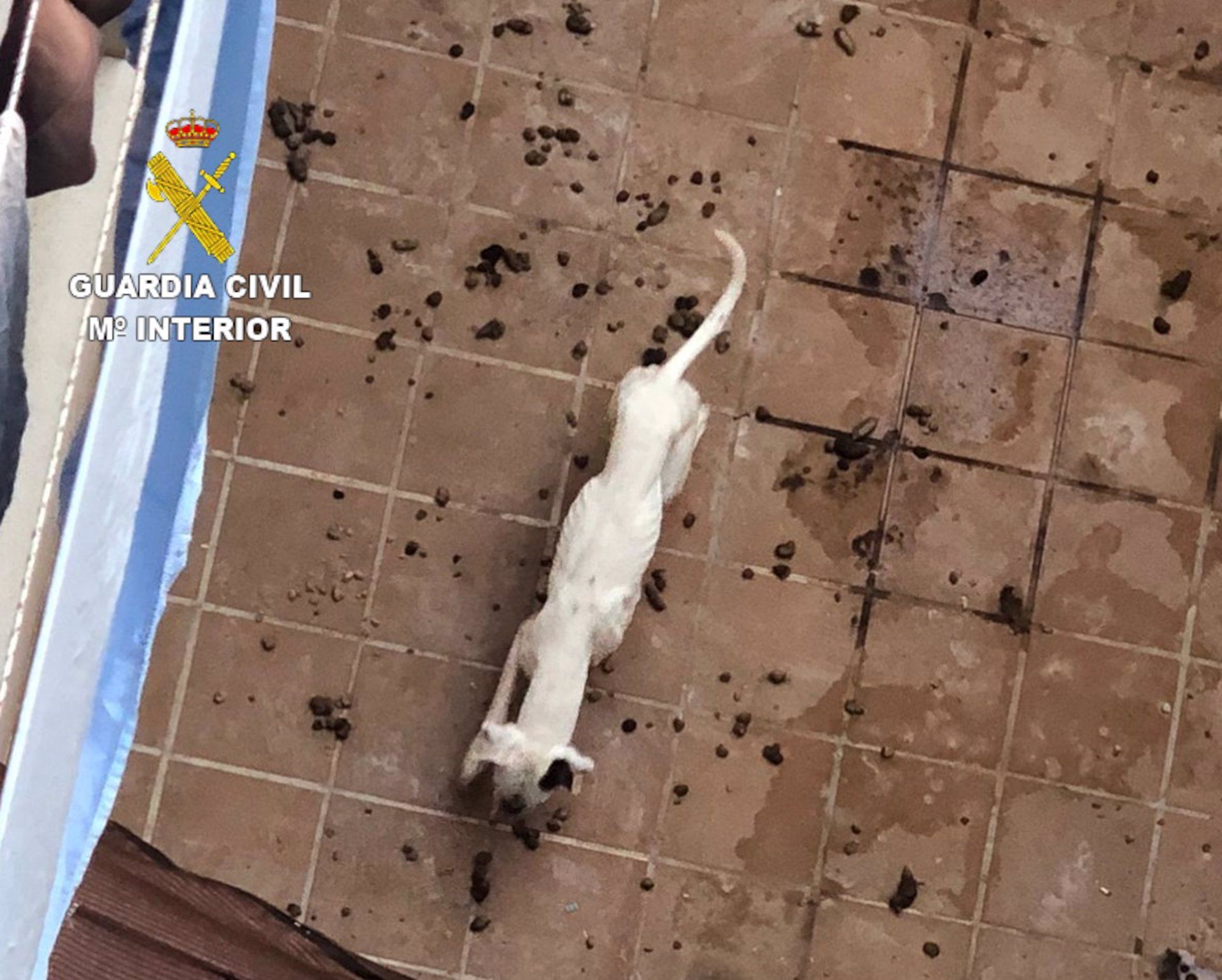 Uno de los perros muertos de hambre y sed en el patio de la vivienda en Alhendín, un pueblo de Granada.