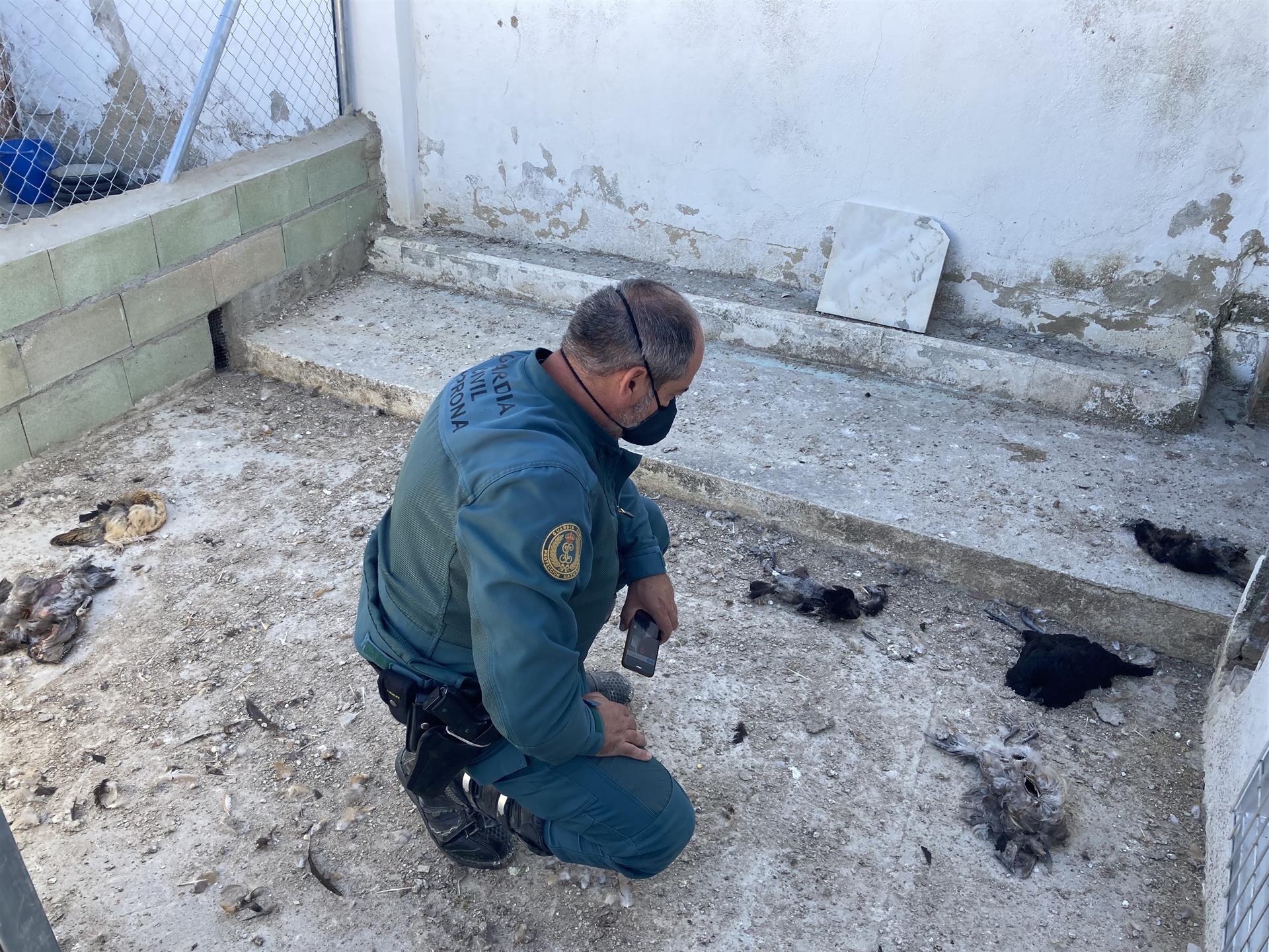  Tres galgos, 29 gallinas y 15 canarios muertos: el nuevo caso de maltrato animal en Córdoba
