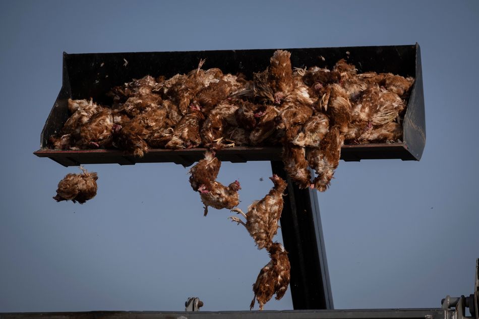 Cuatro nuevos focos de gripe aviar: Huelva, Sevilla y Valladolid sacrifican a más de 200 mil aves
