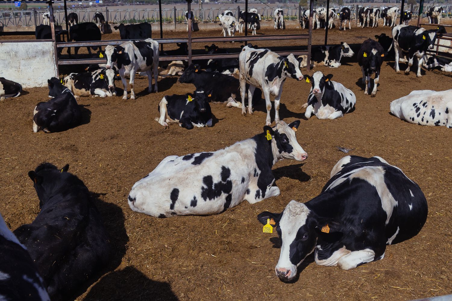Vacas, en una ganadería de Andalucía, que ve reducido el precio del litro de leche.