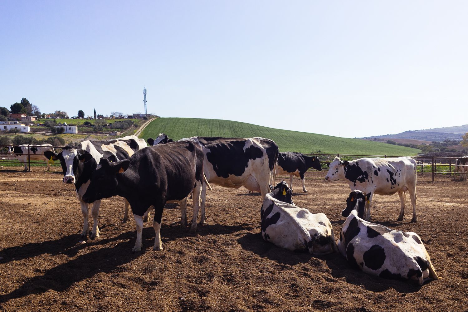 Un grupo de vacas en Las Pachecas.