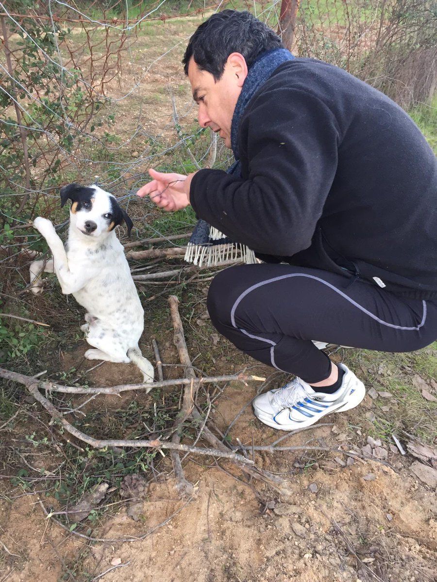 Juanma Moreno socorre a un perrito que había sido amarrado a una alambrada. FOTO: Twitter de JuanMa_Moreno. 