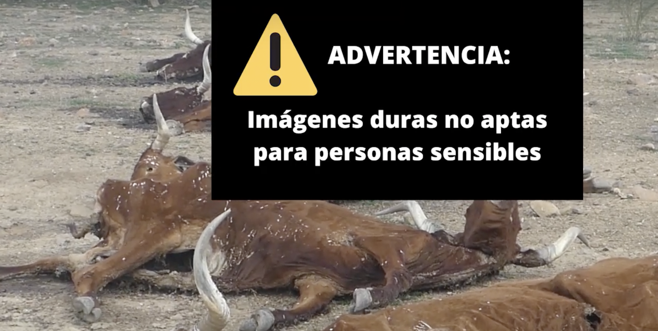 Macabro suceso de maltrato animal: localizan 16 vacas muertas por inanición. FOTO: Pacma.