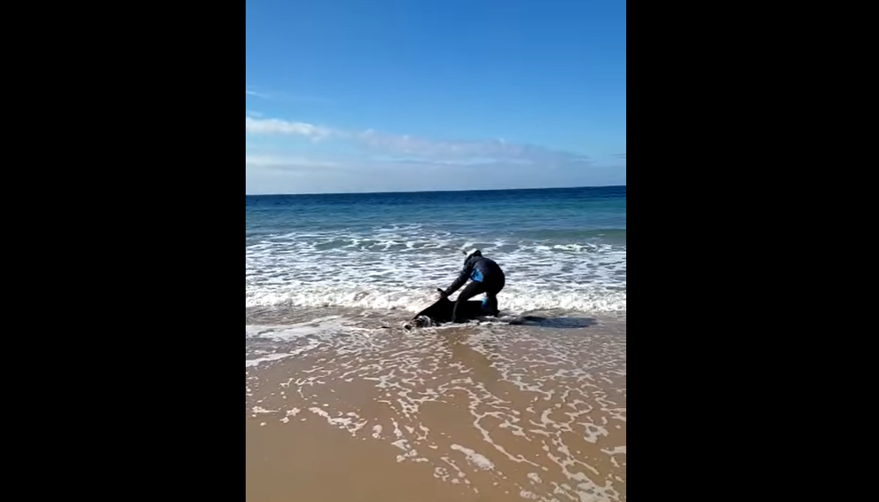 Delfín varado en la playa de La Barrosa.