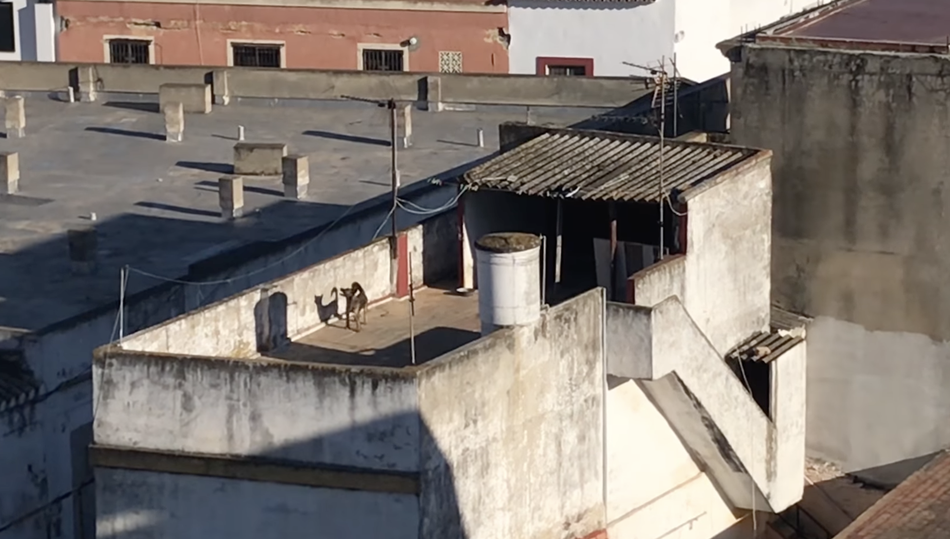 Perro ladrando en una azotea del Barrio Alto en El Puerto.