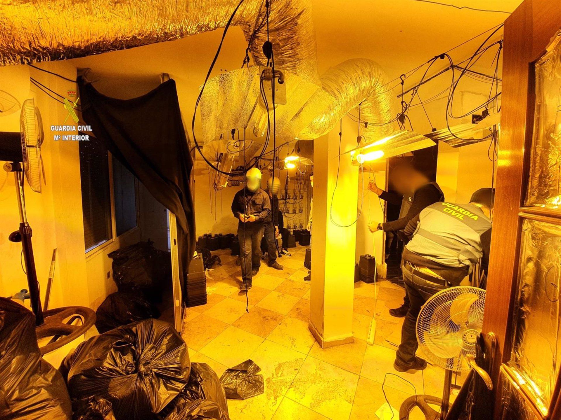 Plantación de marihuana junto a un colegio de Mairena del Aljarafe.