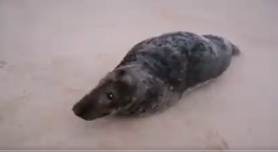 Ejemplar de foca gris divisado en Doñana.