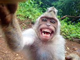 'Homo Relevantis'. Selfie hecho por un mono.