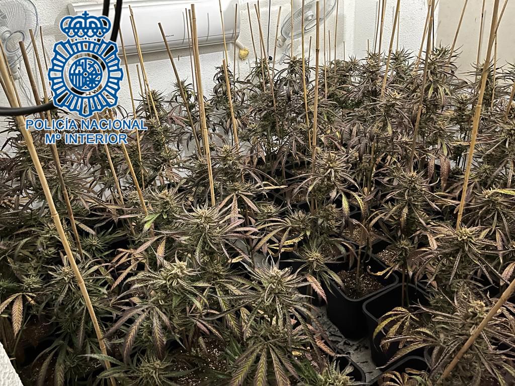 Cuatro traficantes de marihuana detenidos en un chalé de la zona norte de Jerez.