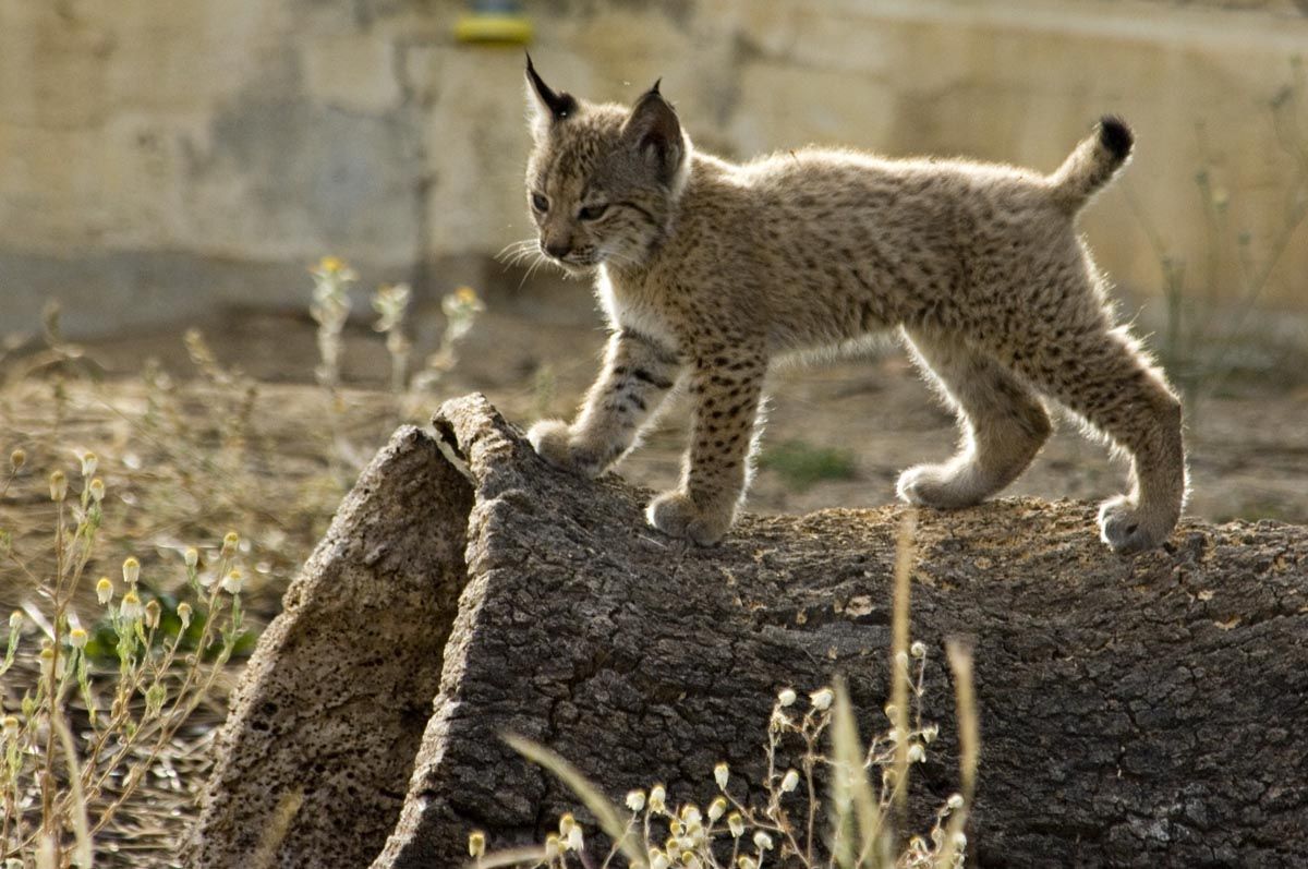Una cría de lince. Foto: Junta de Andalucía.