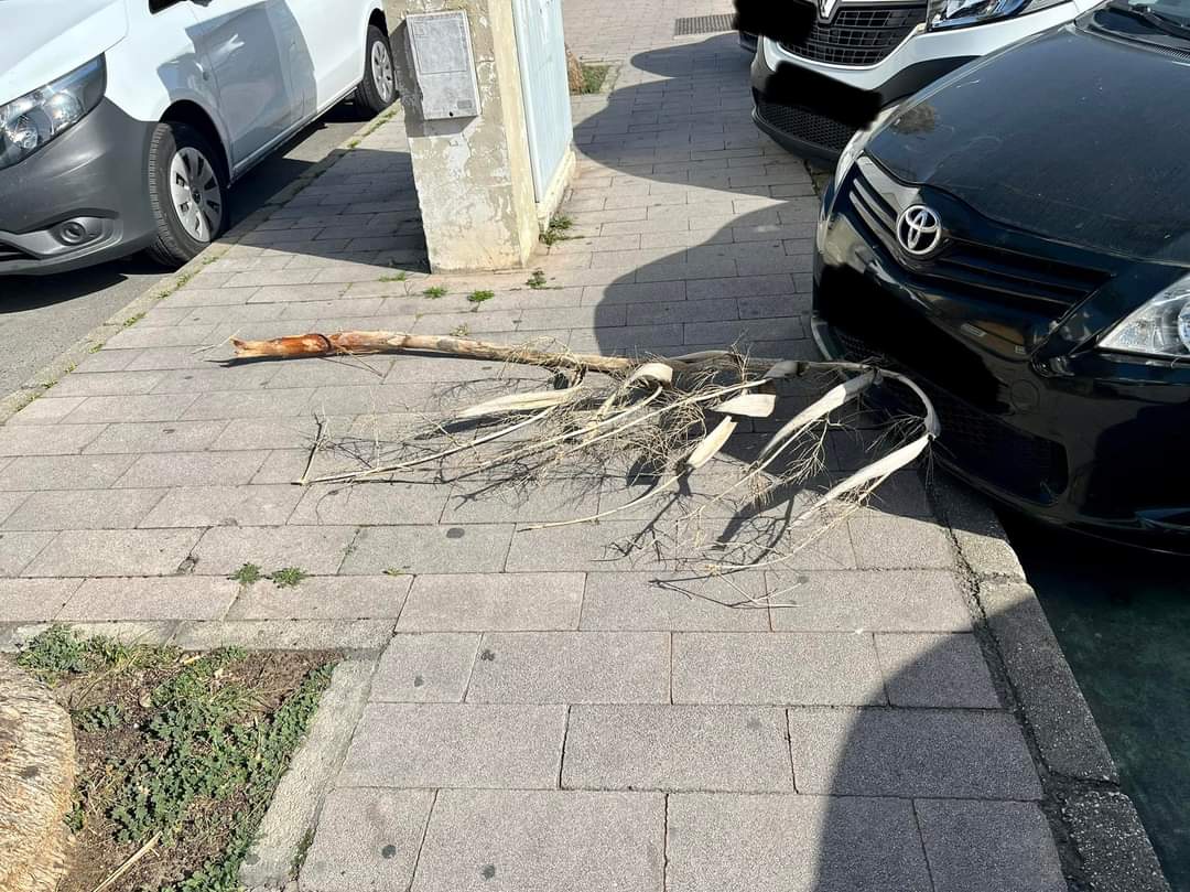 Rama de la palmera caída en el aparcamiento del pabellón polideportivo de Puerto Real.