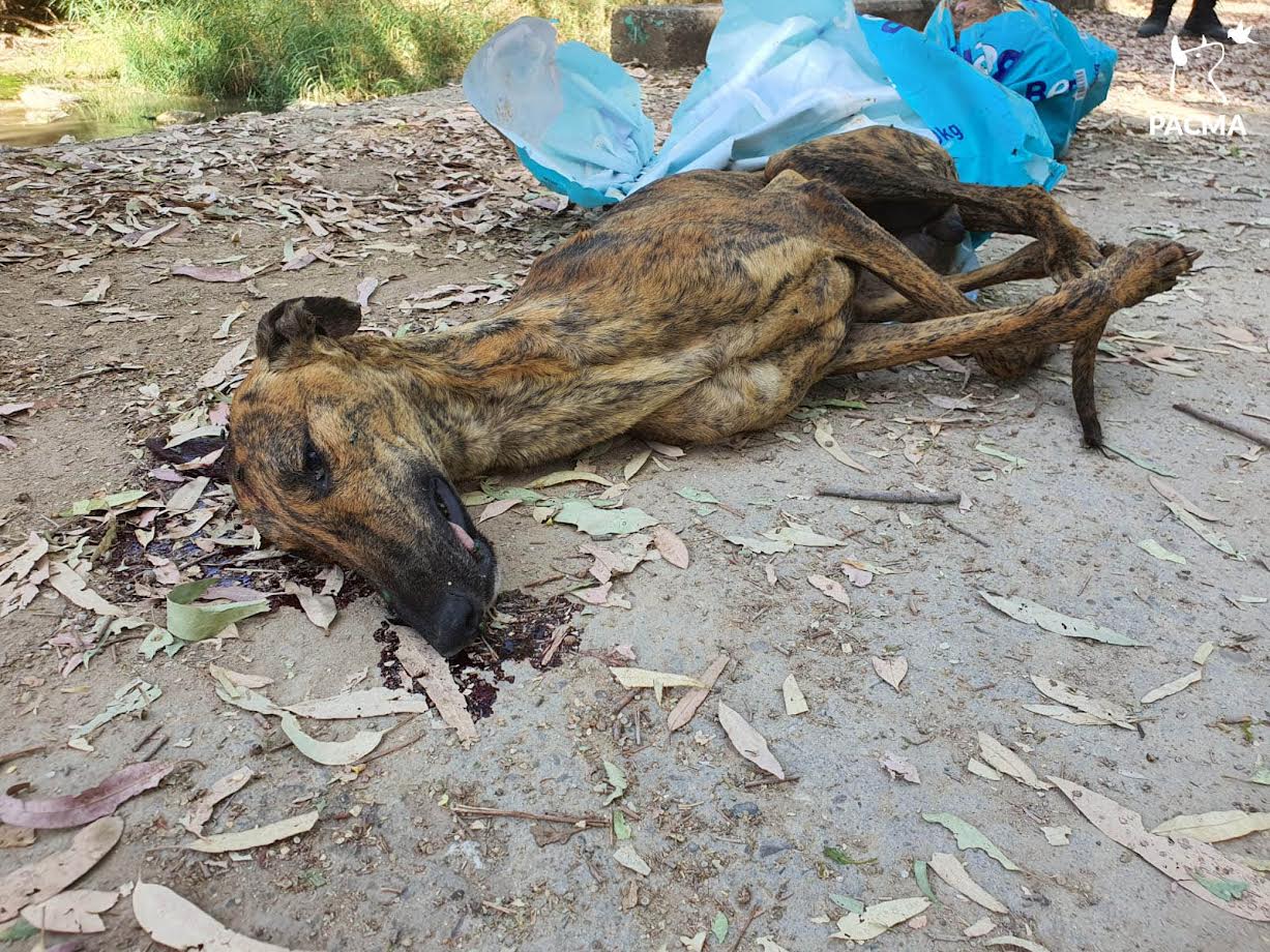 Galgo utilizado en la práctica de caza.