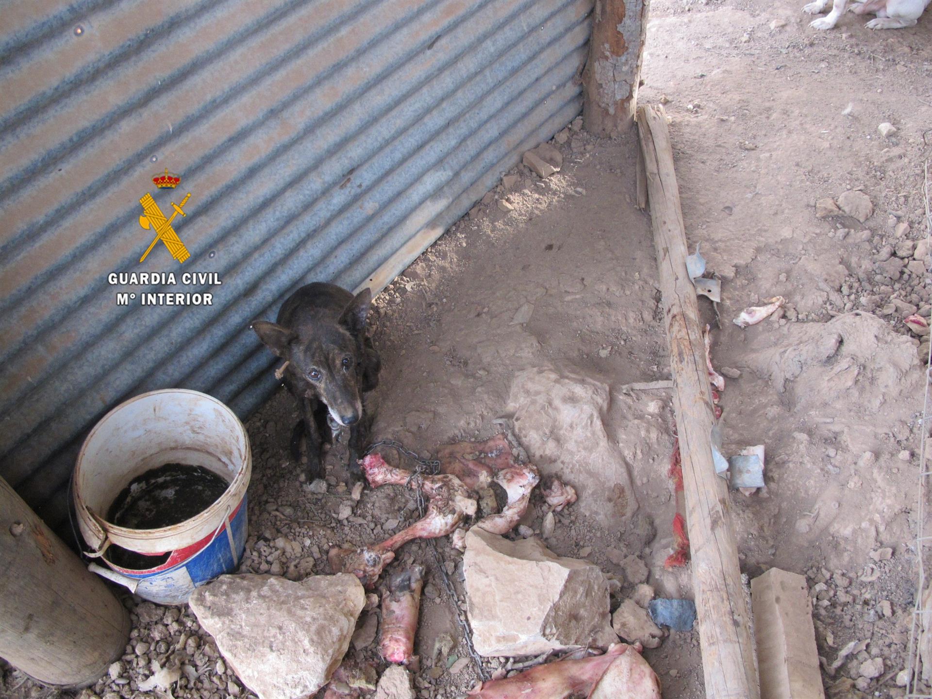 Encuentran a once perros desnutridos viviendo entre sus propias heces en Málaga.