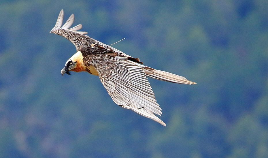 Esperanza alza el vuelo. (Foto: Enrique Ávila. Plan de Recuperación y Conservación de Aves Necrófagas).
